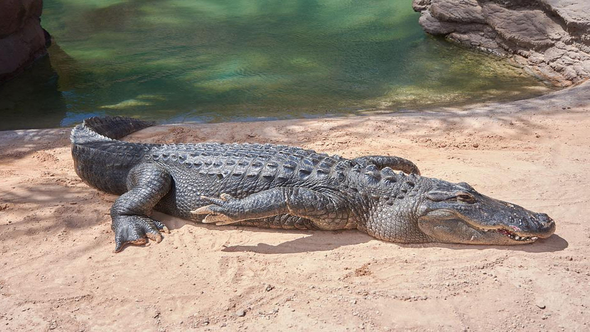 Mexico Mayor Victor Hugo Sosa Marry to His Alligator Video Went Viral on Social Media Latest News in Hindi