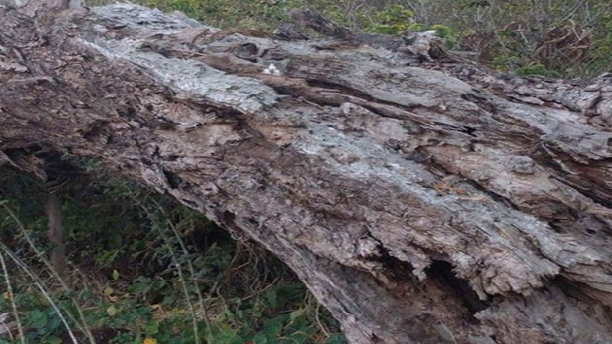 Optical illusion rat is hidden on the tree in this picture did you see trending news in hindi