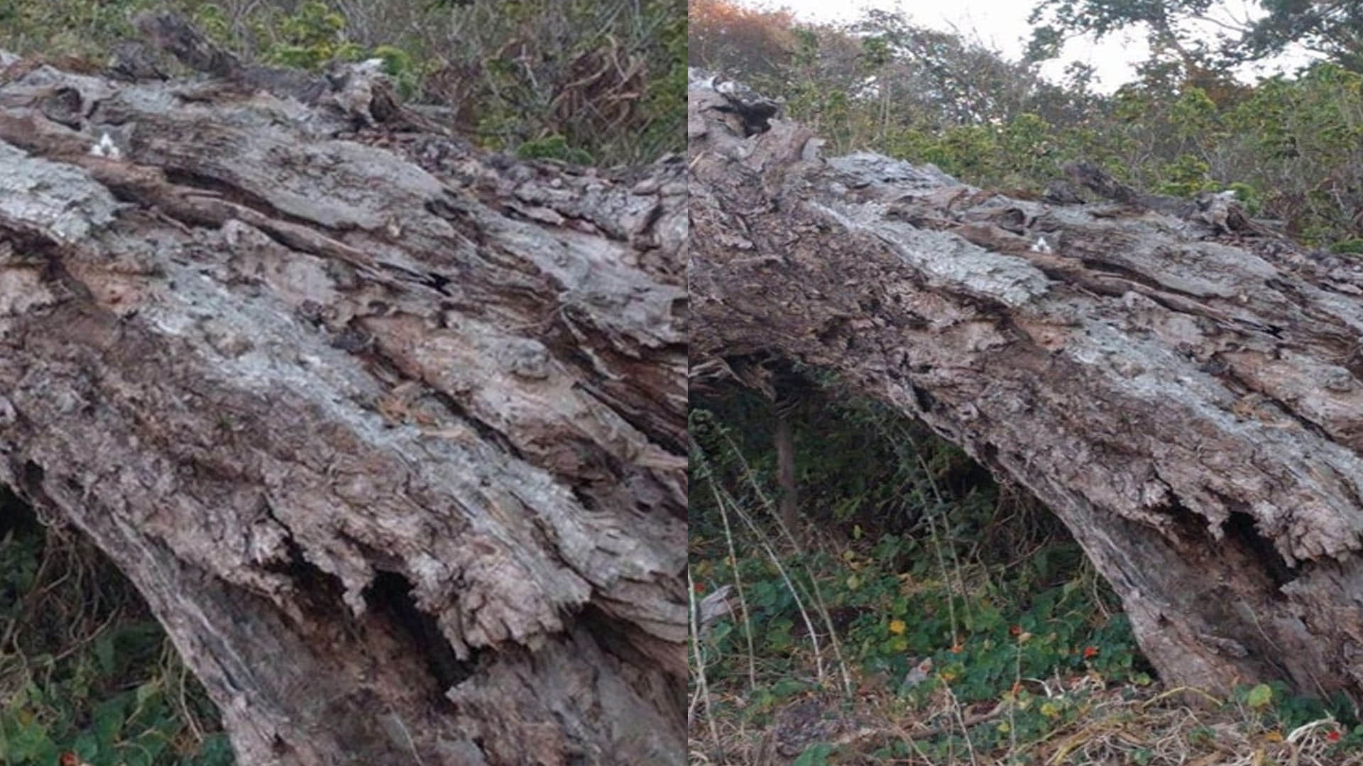 Optical illusion rat is hidden on the tree in this picture did you see trending news in hindi