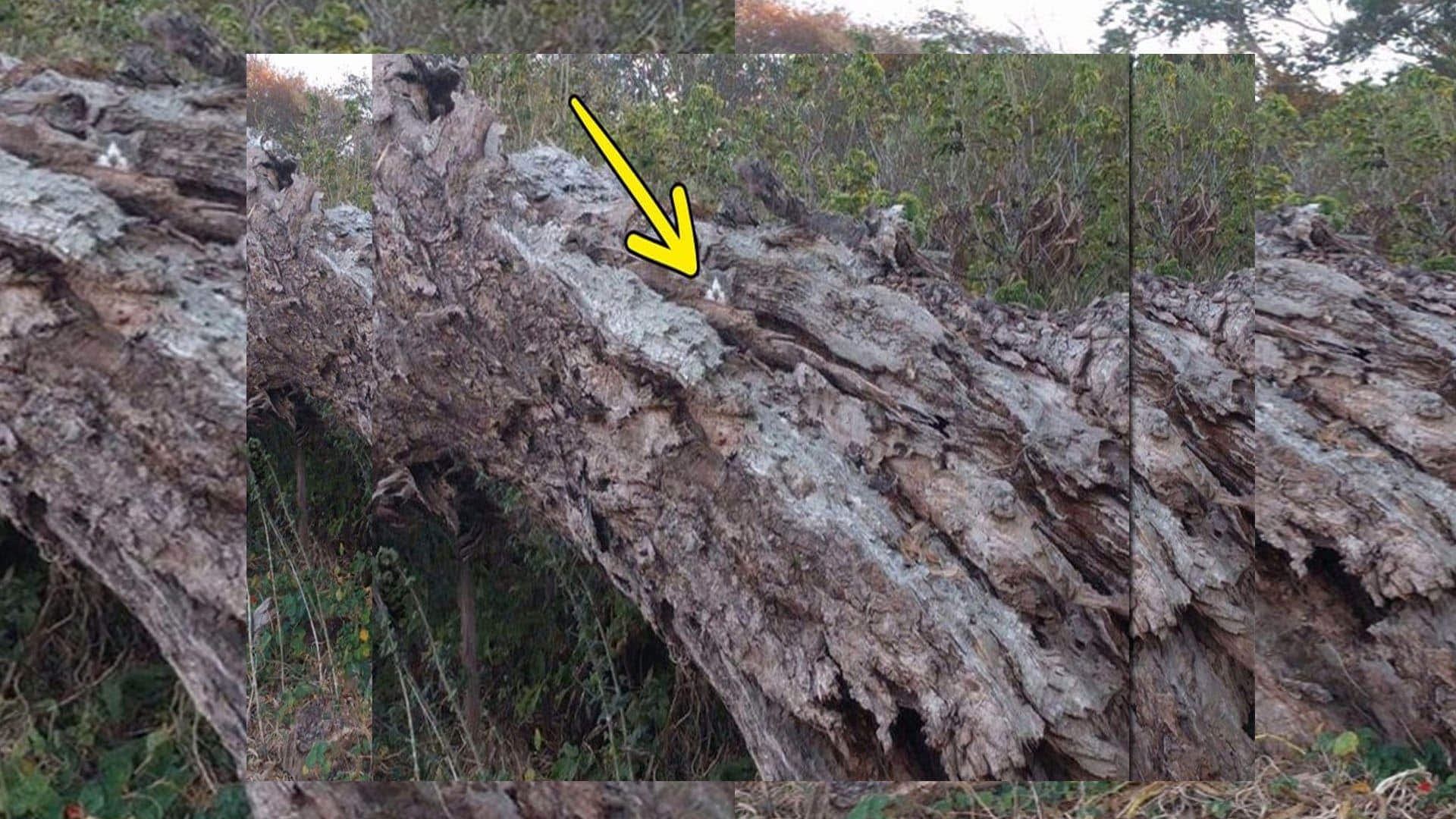 Optical illusion rat is hidden on the tree in this picture did you see trending news in hindi