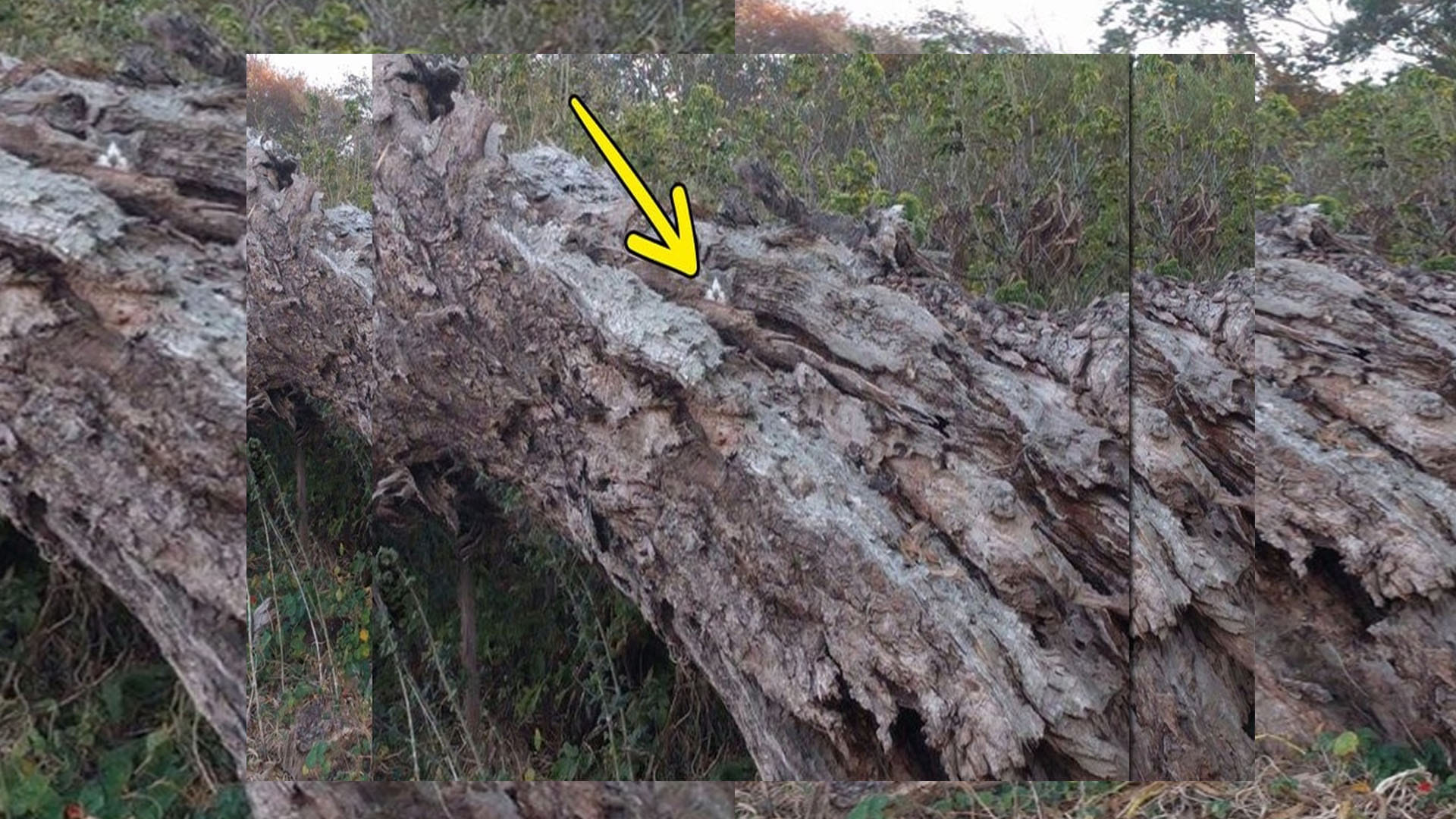 Optical illusion rat is hidden on the tree in this picture did you see trending news in hindi