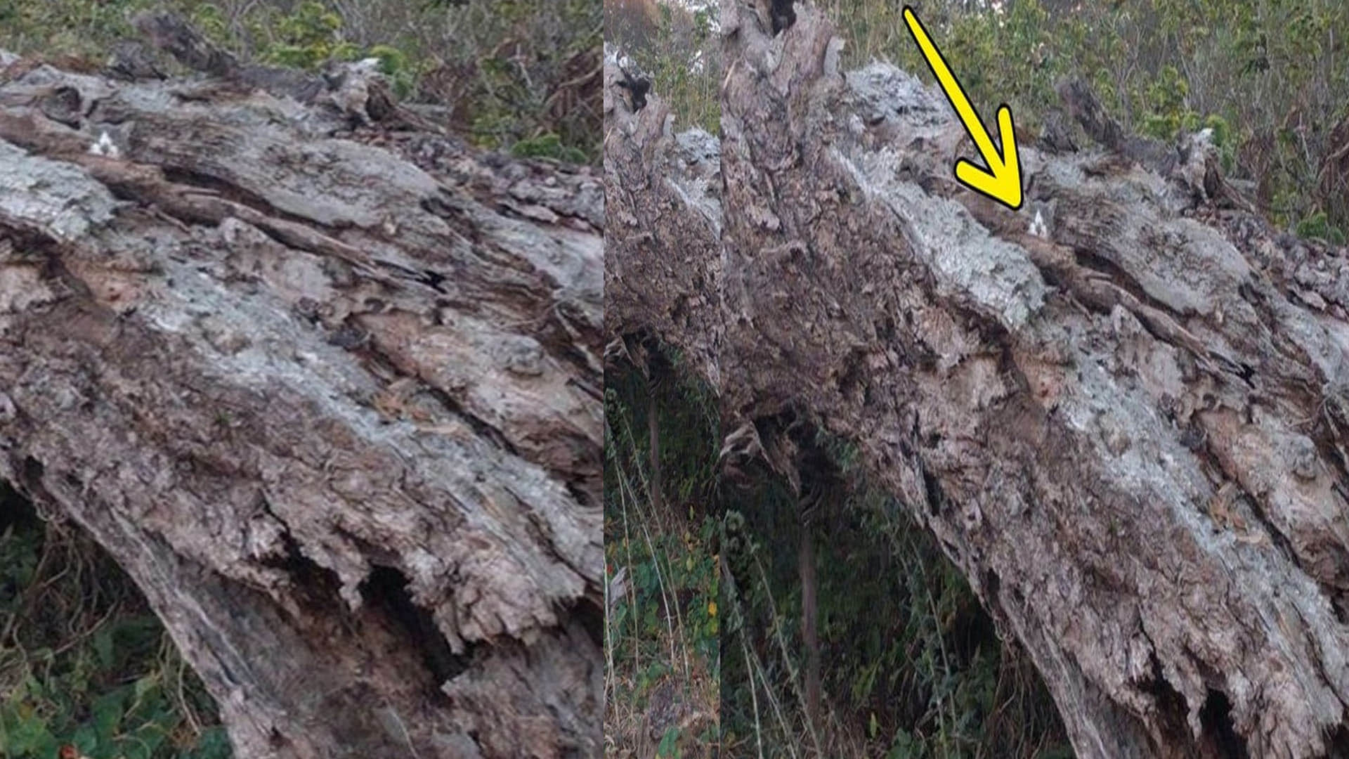 Optical illusion rat is hidden on the tree in this picture did you see trending news in hindi