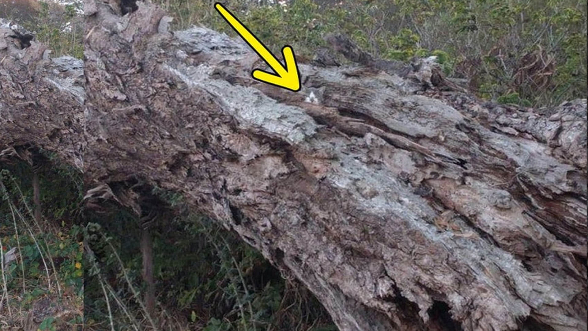 Optical illusion rat is hidden on the tree in this picture did you see trending news in hindi