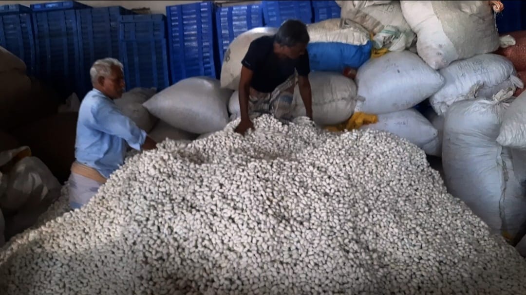 cocoon
