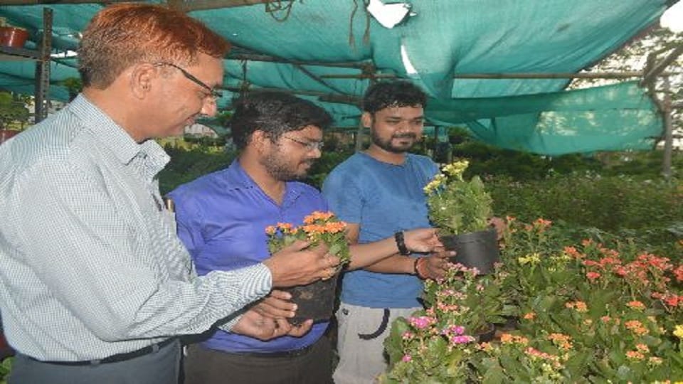 Demand for good plants increased in nurseries 