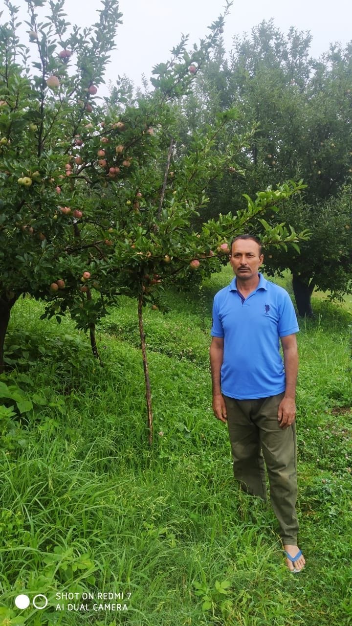 Improved variety of apple prepared from natural farming, cost also reduced