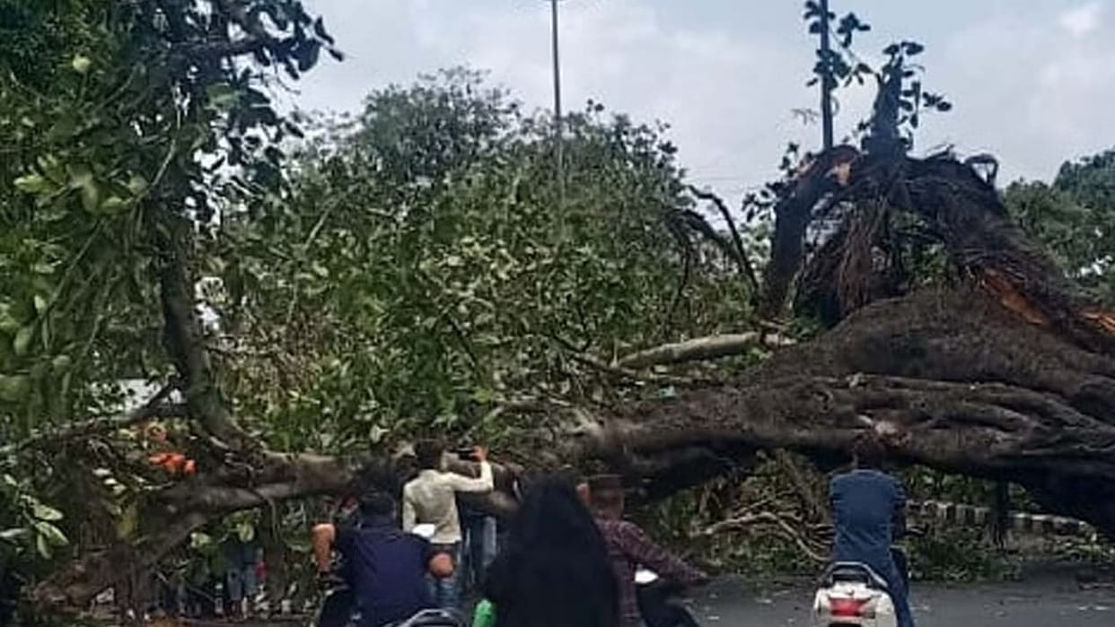 Bhopal News: Years old banyan tree fell near Kamala Park, bike rider saved
