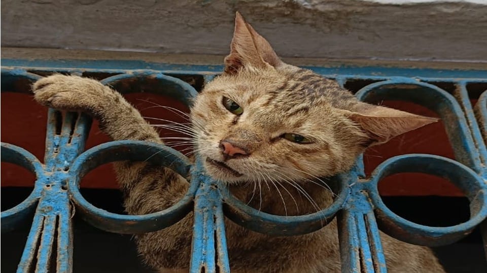 People rescued the cat trapped in window of the house in agra