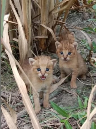 Fishing cat's footprints found on the banks of the canal near Lakha village