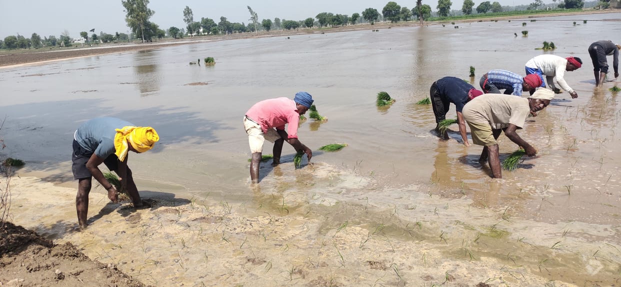 This time in Fatehabad, farmers were disillusioned by softness