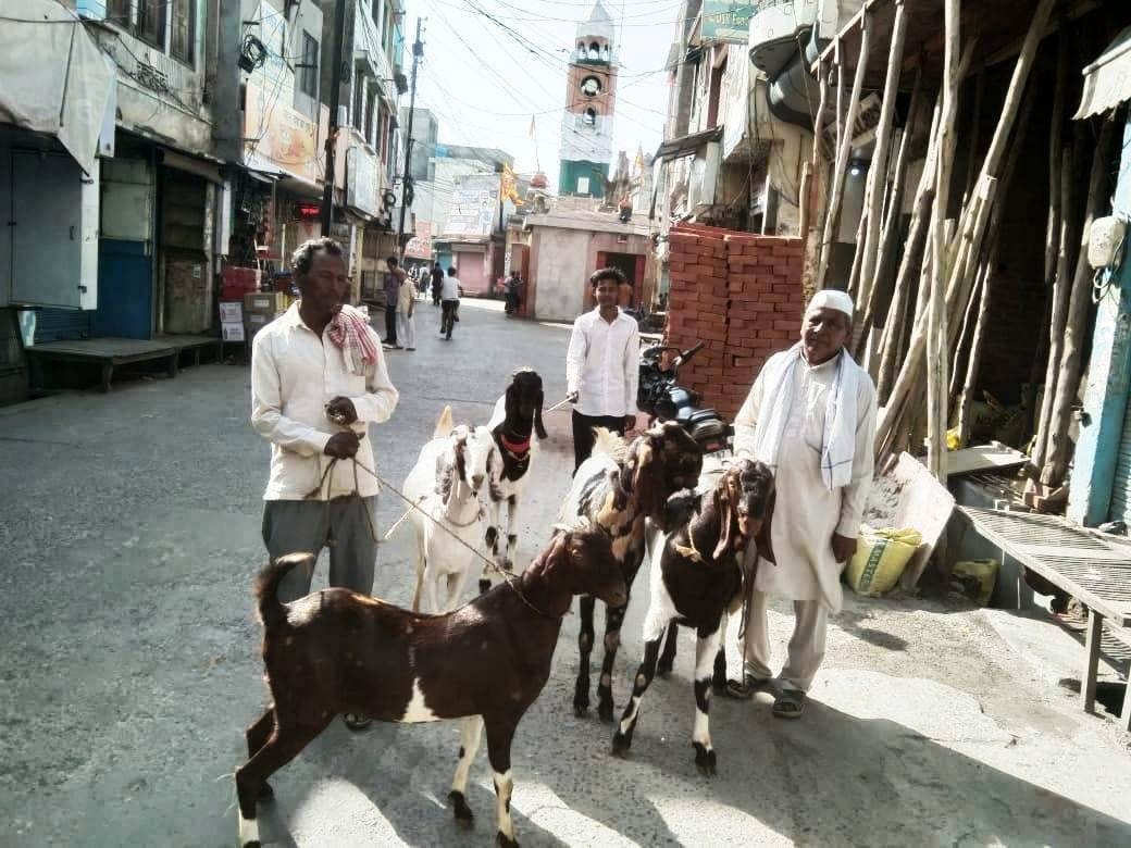 Demand for goats started increasing due to Bakrid festival, prices increased