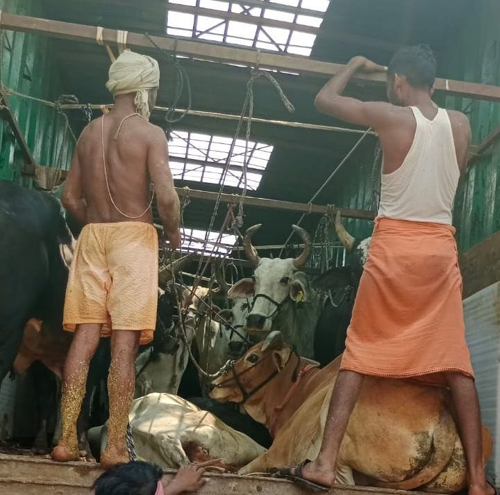 Kanpur dehat : 24 bulls found in container, driver ran away, police filed a report and started searching