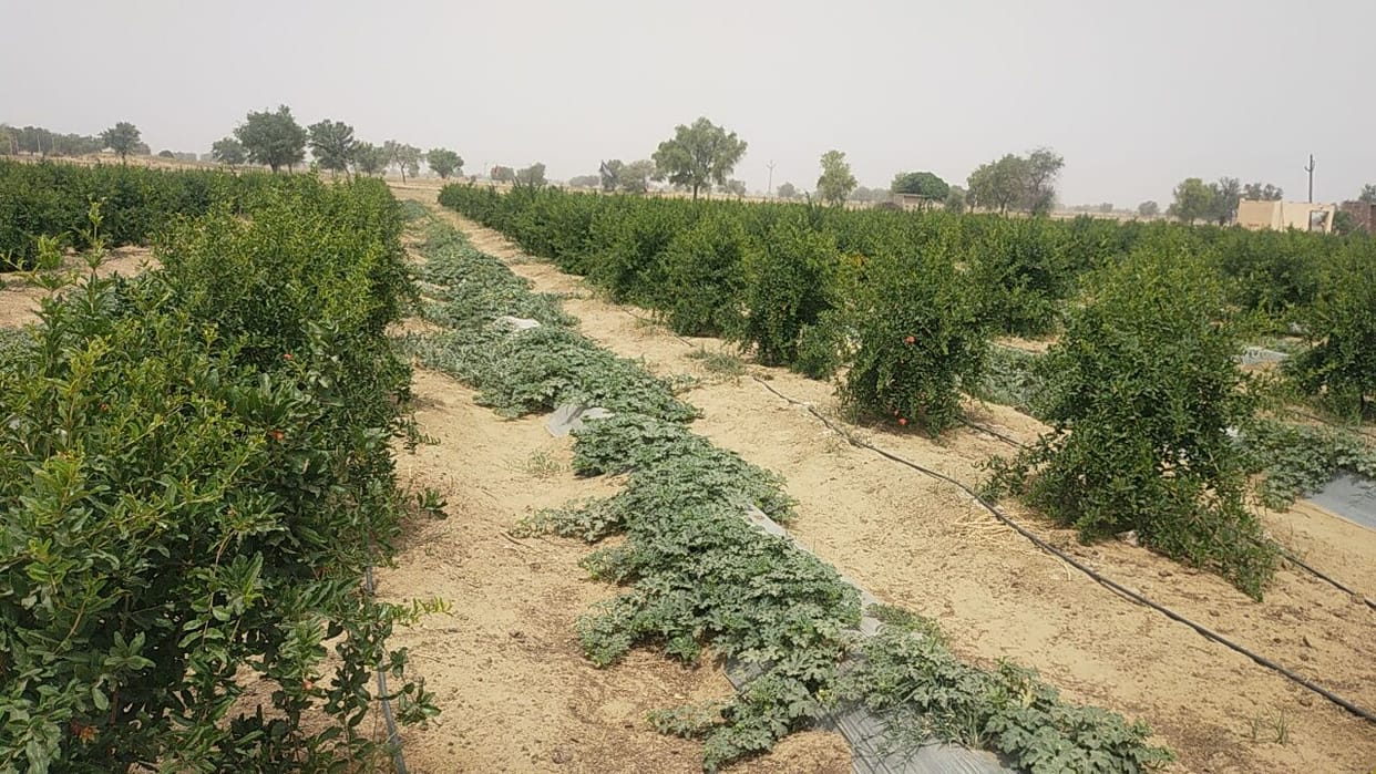 Increased interest in horticulture: In four years, 25 farmers of Shahpuria planted orchards in 200 acres