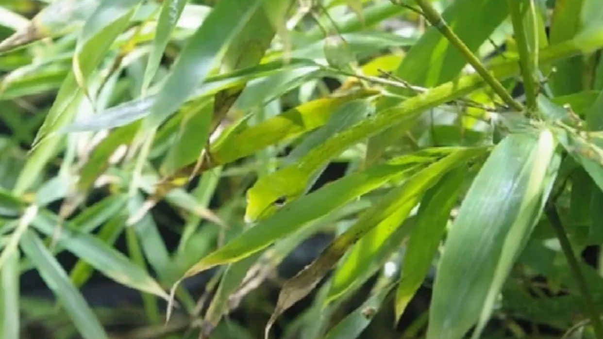 optical illusion find snake hidden in picture people failed to spot  trending news in hindi