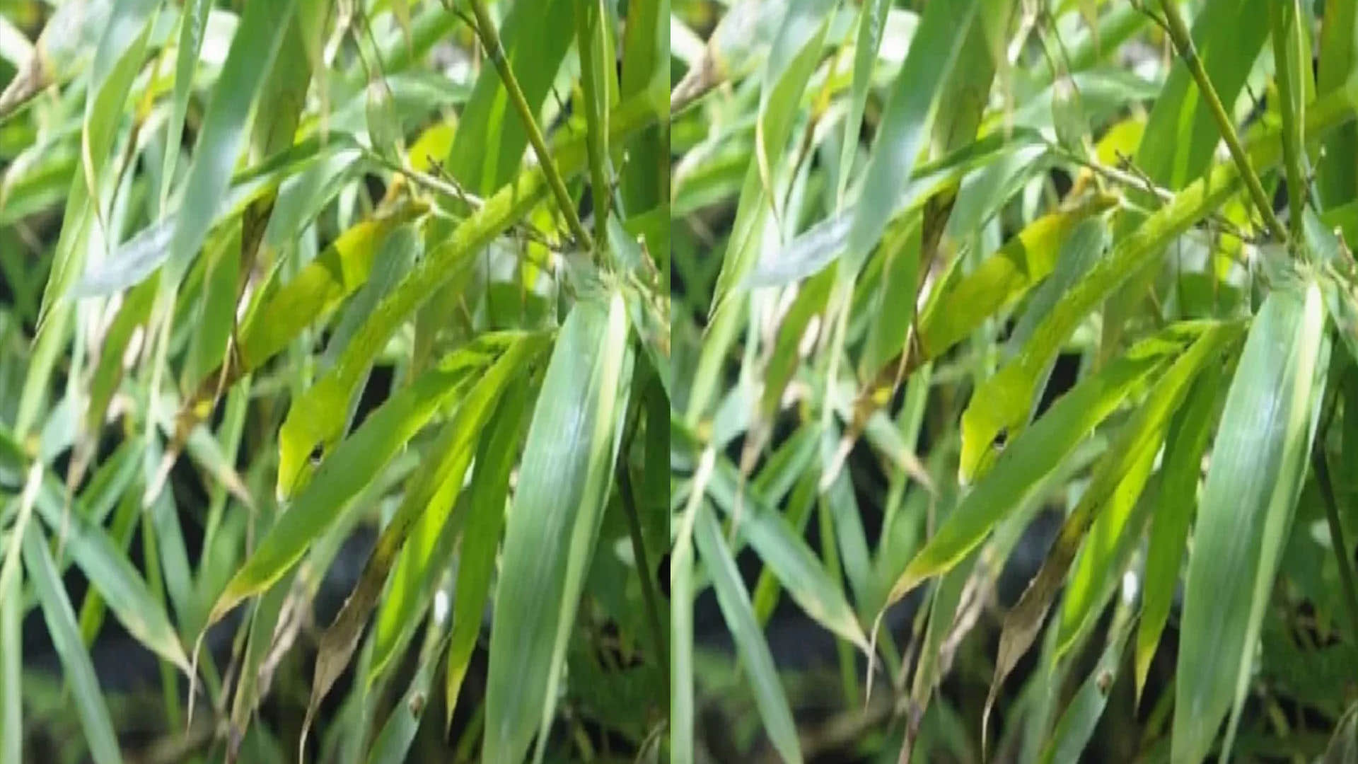 optical illusion find snake hidden in picture people failed to spot  trending news in hindi