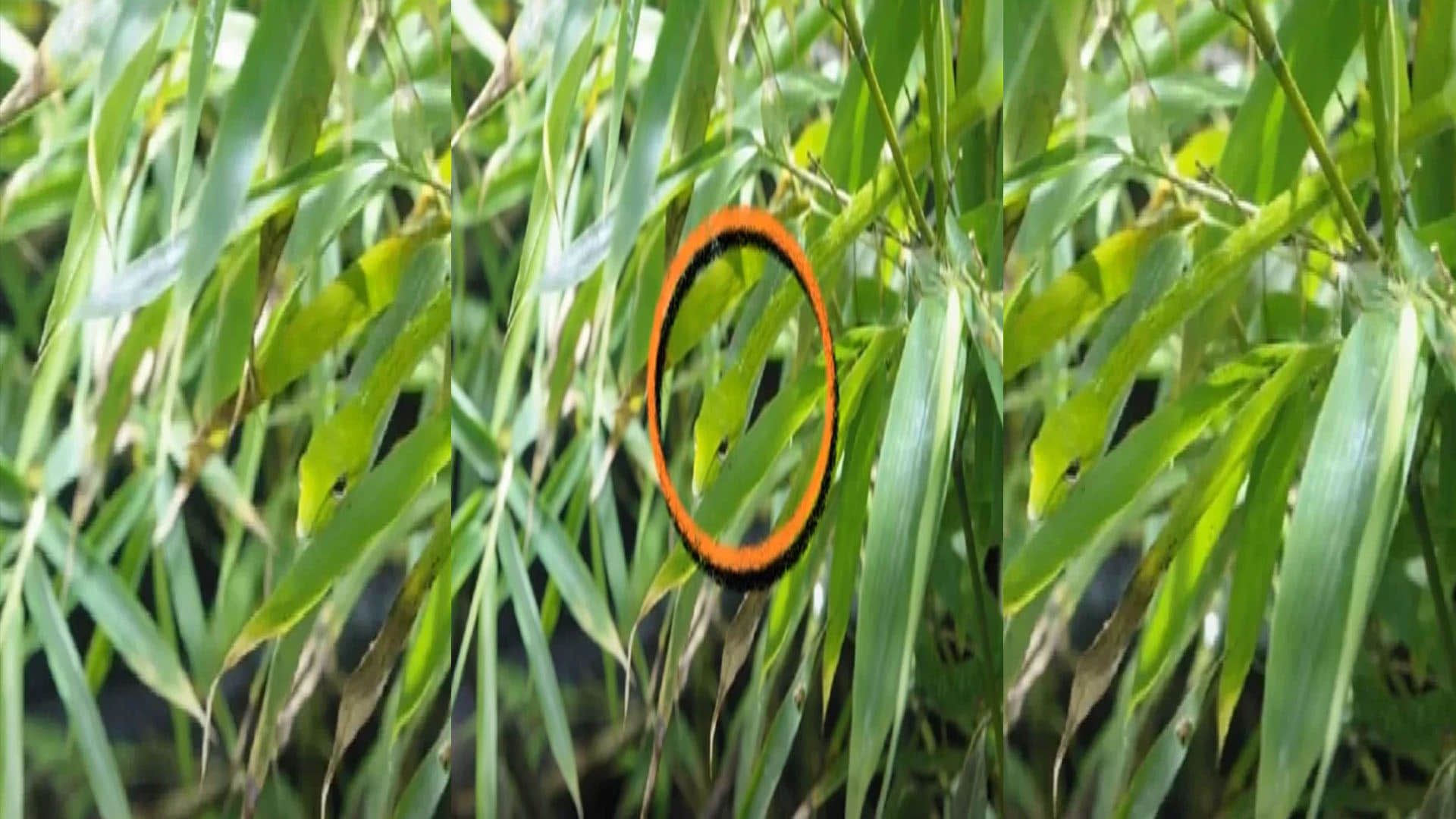 optical illusion find snake hidden in picture people failed to spot  trending news in hindi