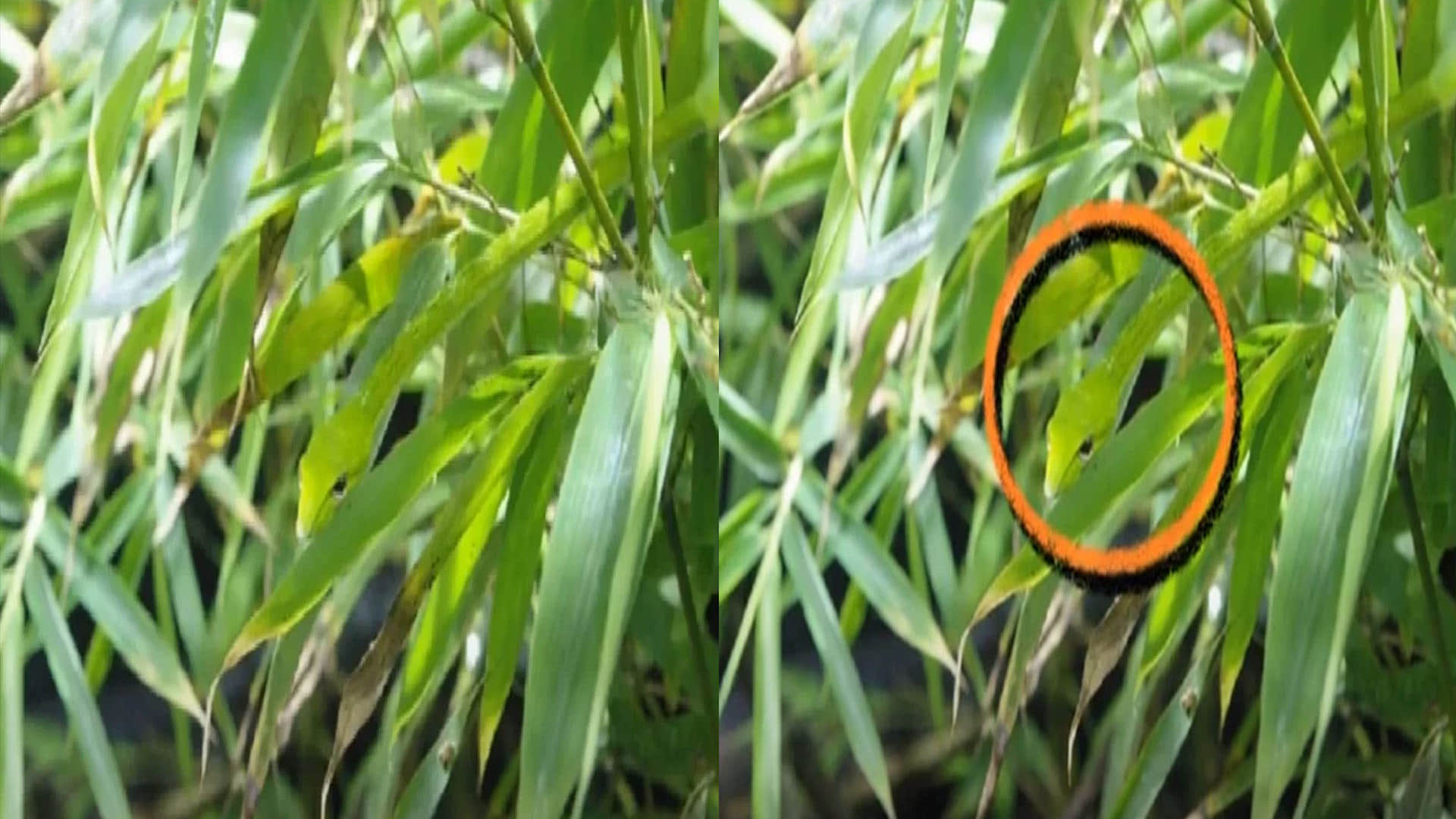 optical illusion find snake hidden in picture people failed to spot  trending news in hindi