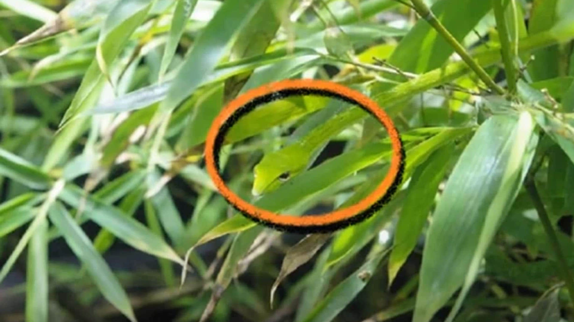 optical illusion find snake hidden in picture people failed to spot  trending news in hindi