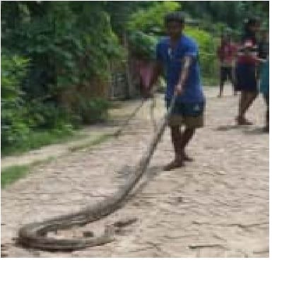 12 foot long python entered the house, in school, Snake arrived, snake charmer caught