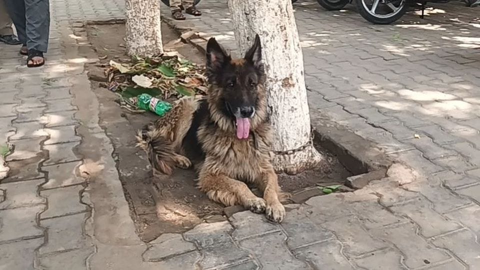 two people reached police station with German Shepherd dog for ownership in etah