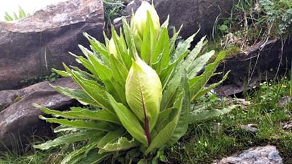 Chamoli News: Brahmakamal blossomed on Hemkund Sahib Yatra route became the center of attraction