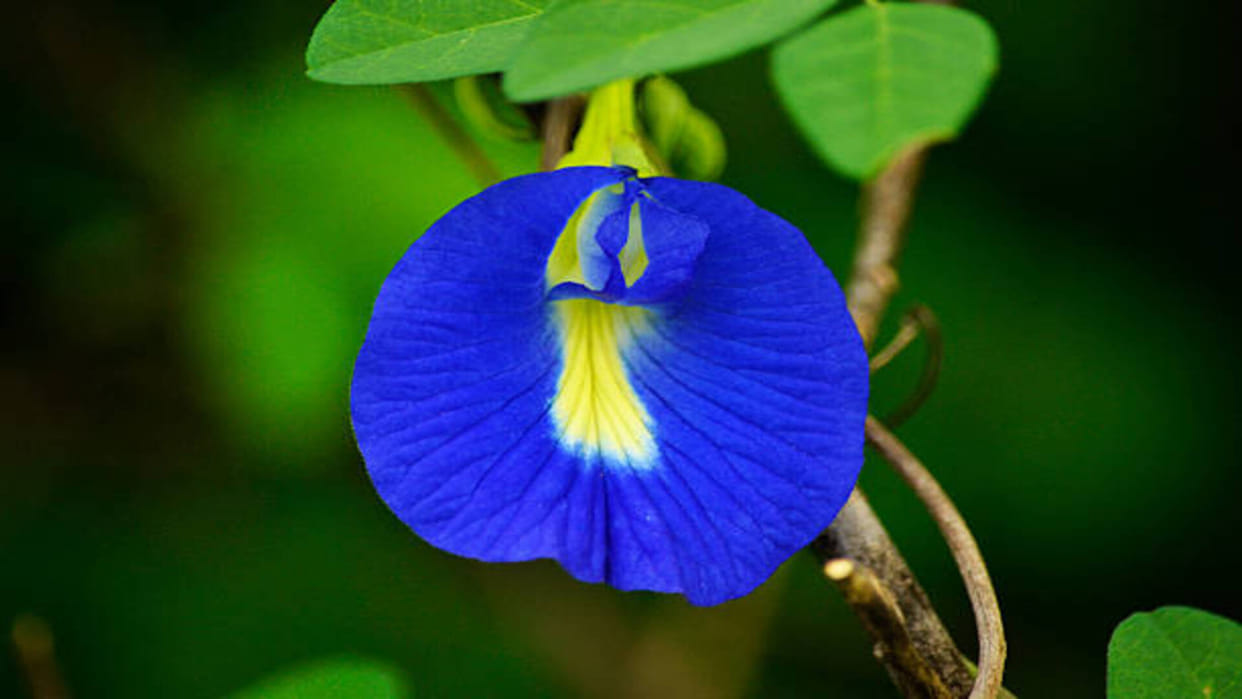 Vastu Benefits of Blue Aparajita Plant benefit in hindi
