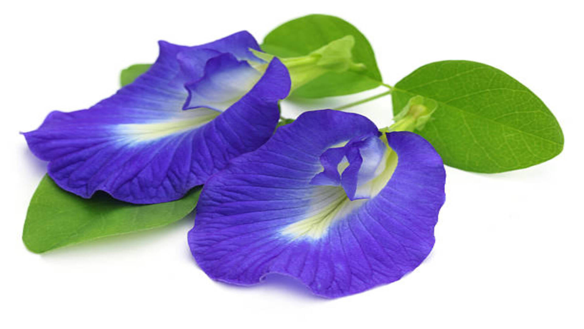 Vastu Benefits of Blue Aparajita Plant benefit in hindi