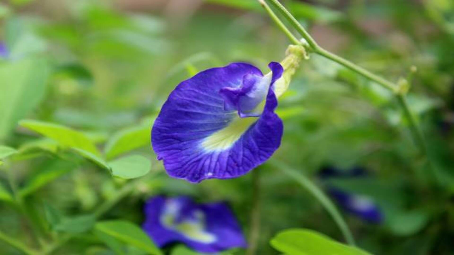Vastu Benefits of Blue Aparajita Plant benefit in hindi