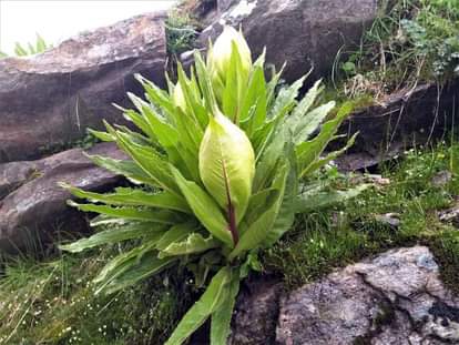 ब्रह्मकमल