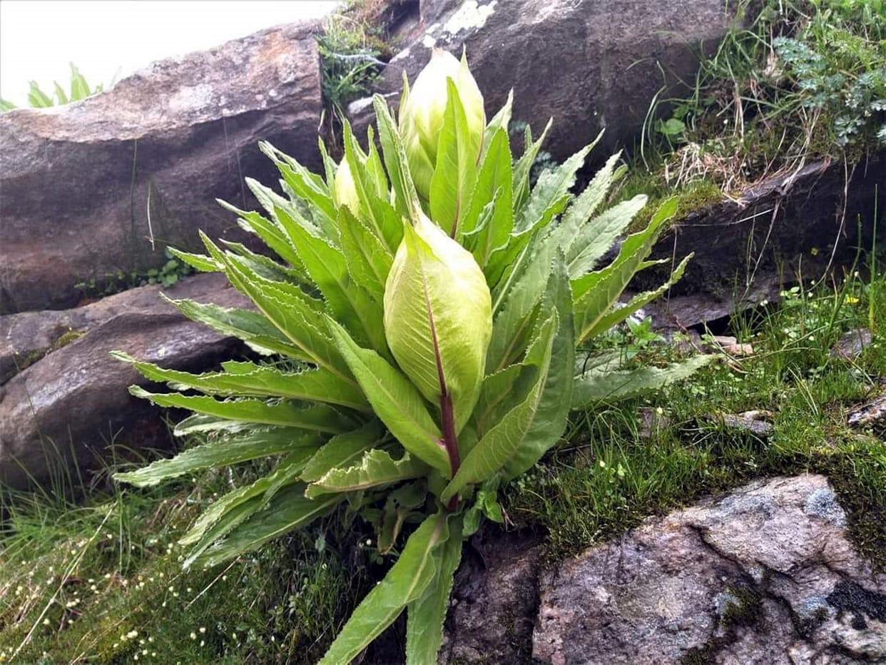 State flower Brahmakamal blossomed in Hemkund Sahib two weeks ago