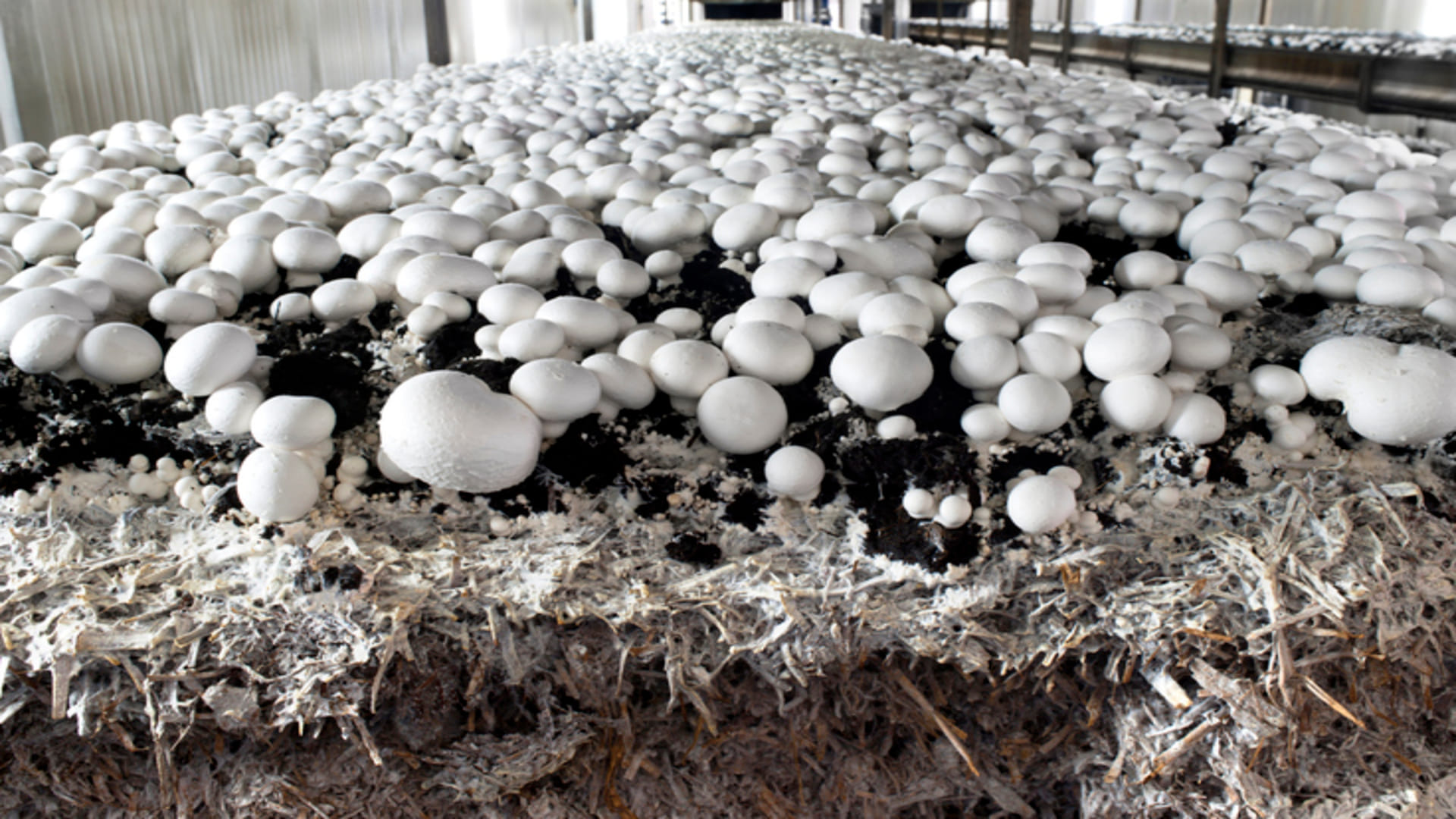 Monsoon Business Ideas Start Mushroom Farming get Per Month Lakh of Rupees in Rainy Season