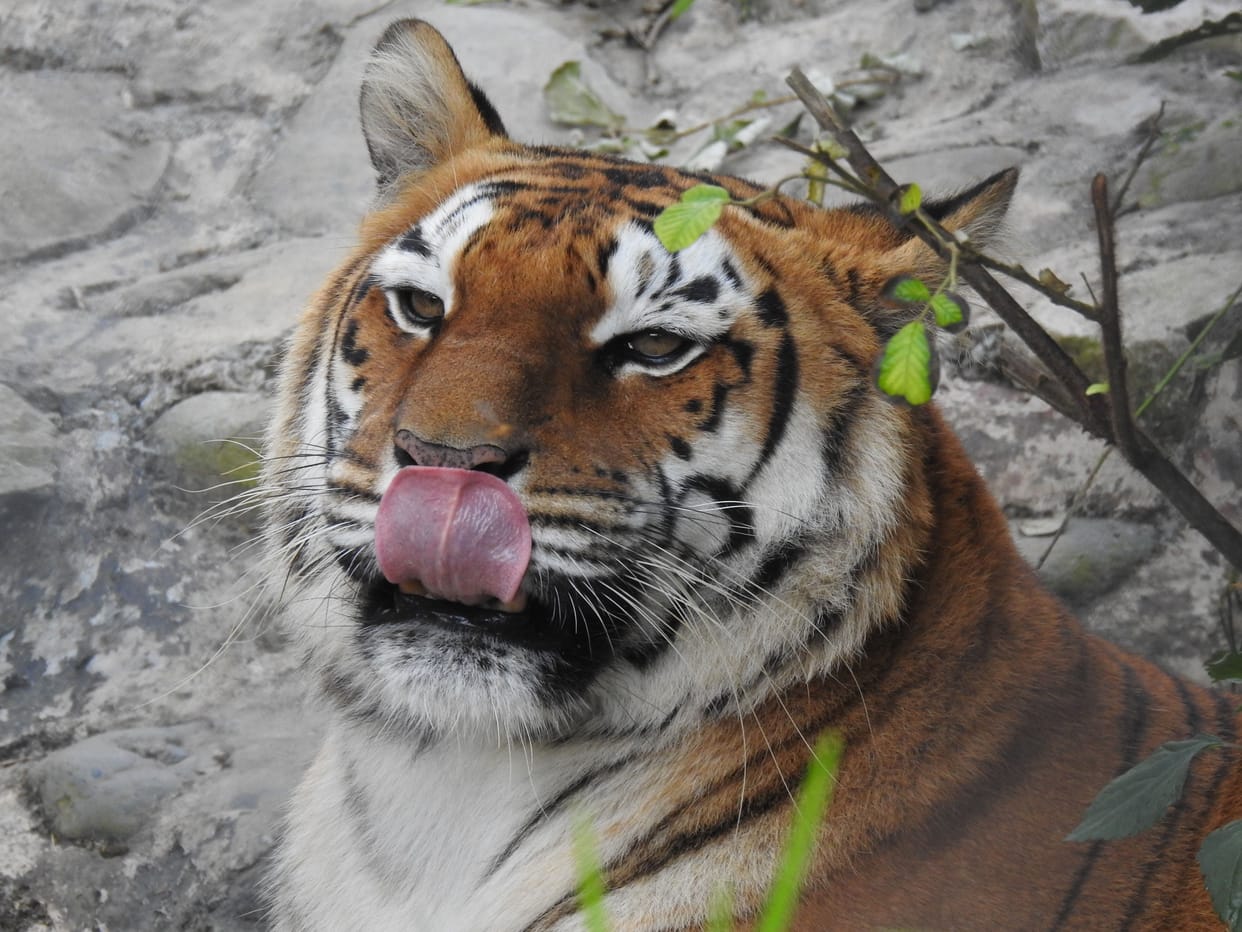 More than 40 thousand tourists reached the zoo in a month