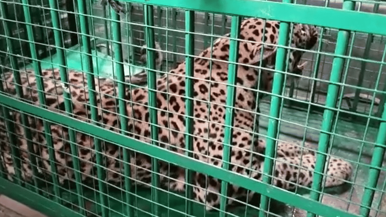 Rajasthan News: Freedom from panic of panther found in Satpura village of Chittorgarh, forest department rescued