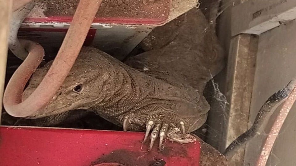Wildlife SOS team rescued snakes hidden in shoes and air conditioner in Agra