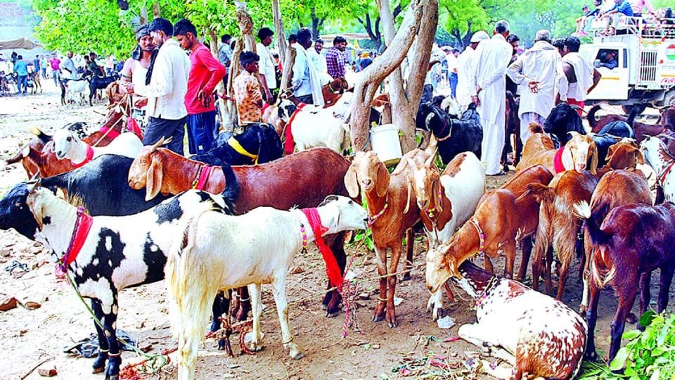 Goat sold for one lakh rupees for sacrifice on Bakrid in Agra