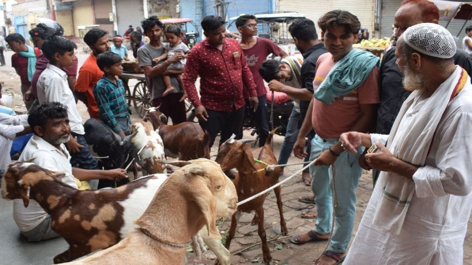 Goat sold for one lakh rupees for sacrifice on Bakrid in Agra