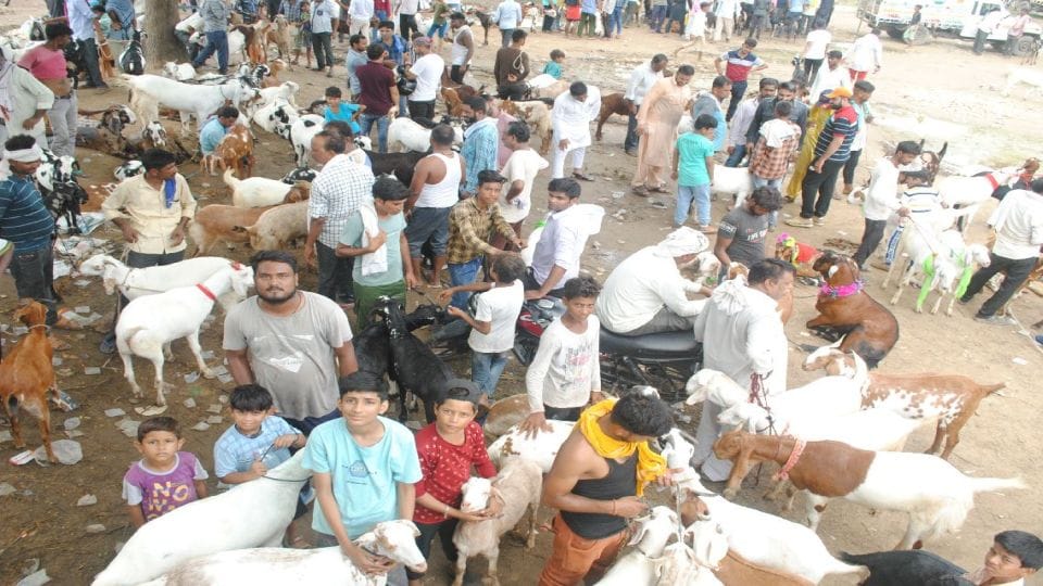 Goat sold for one lakh rupees for sacrifice on Bakrid in Agra