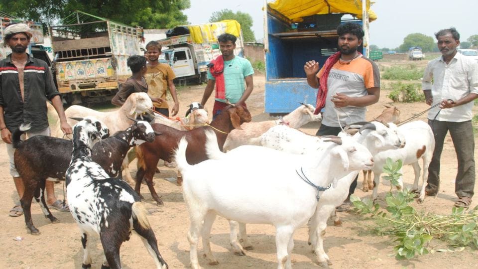 Goat sold for one lakh rupees for sacrifice on Bakrid in Agra