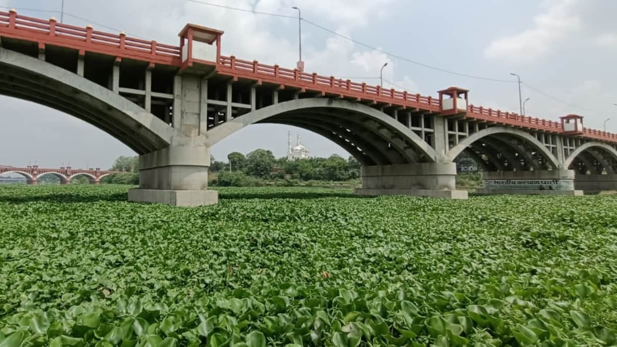 Jalkumbhi plants in Gomati nagar in Lucknow.