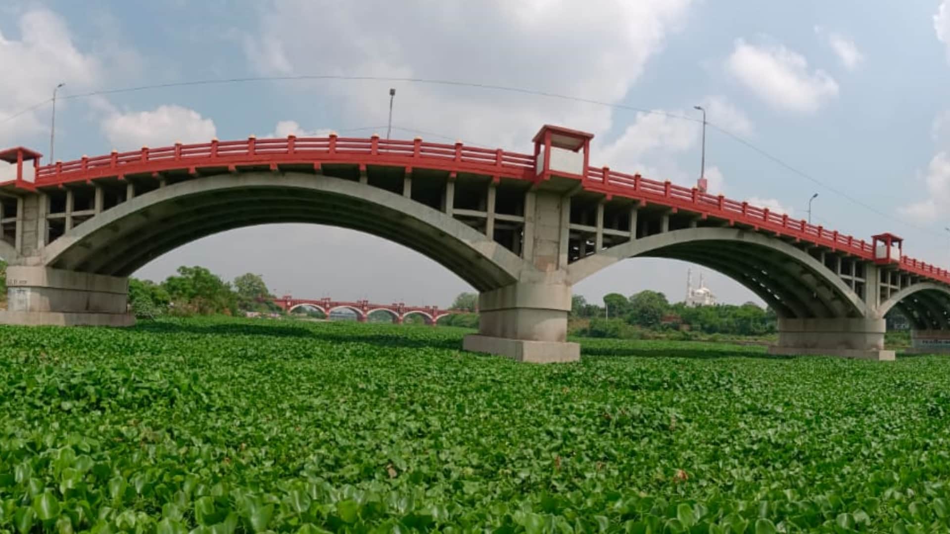 Jalkumbhi plants in Gomati nagar in Lucknow.