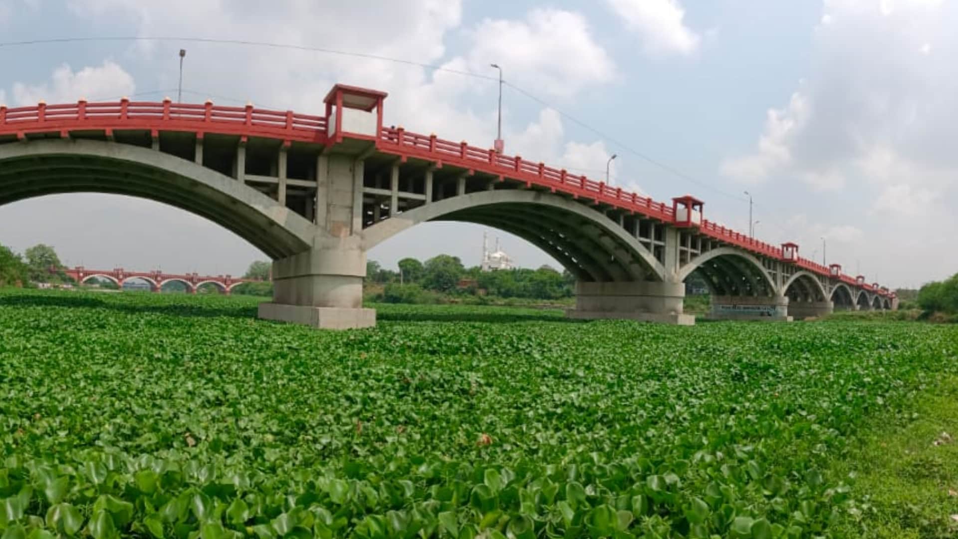 Jalkumbhi plants in Gomati nagar in Lucknow.