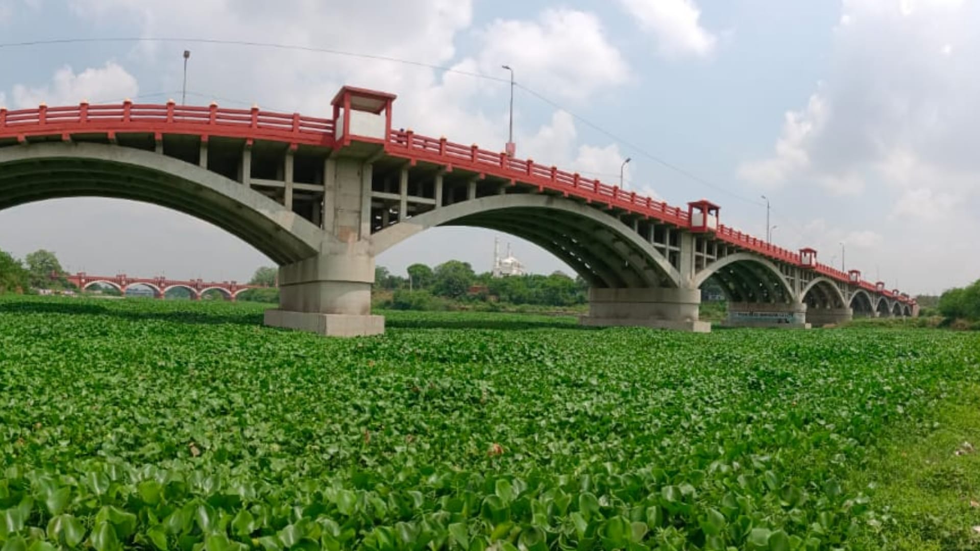 Jalkumbhi plants in Gomati nagar in Lucknow.