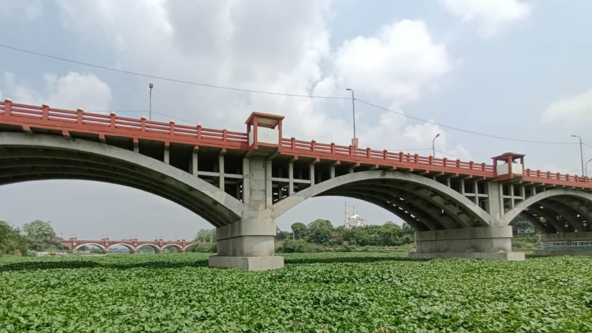 Jalkumbhi plants in Gomati nagar in Lucknow.