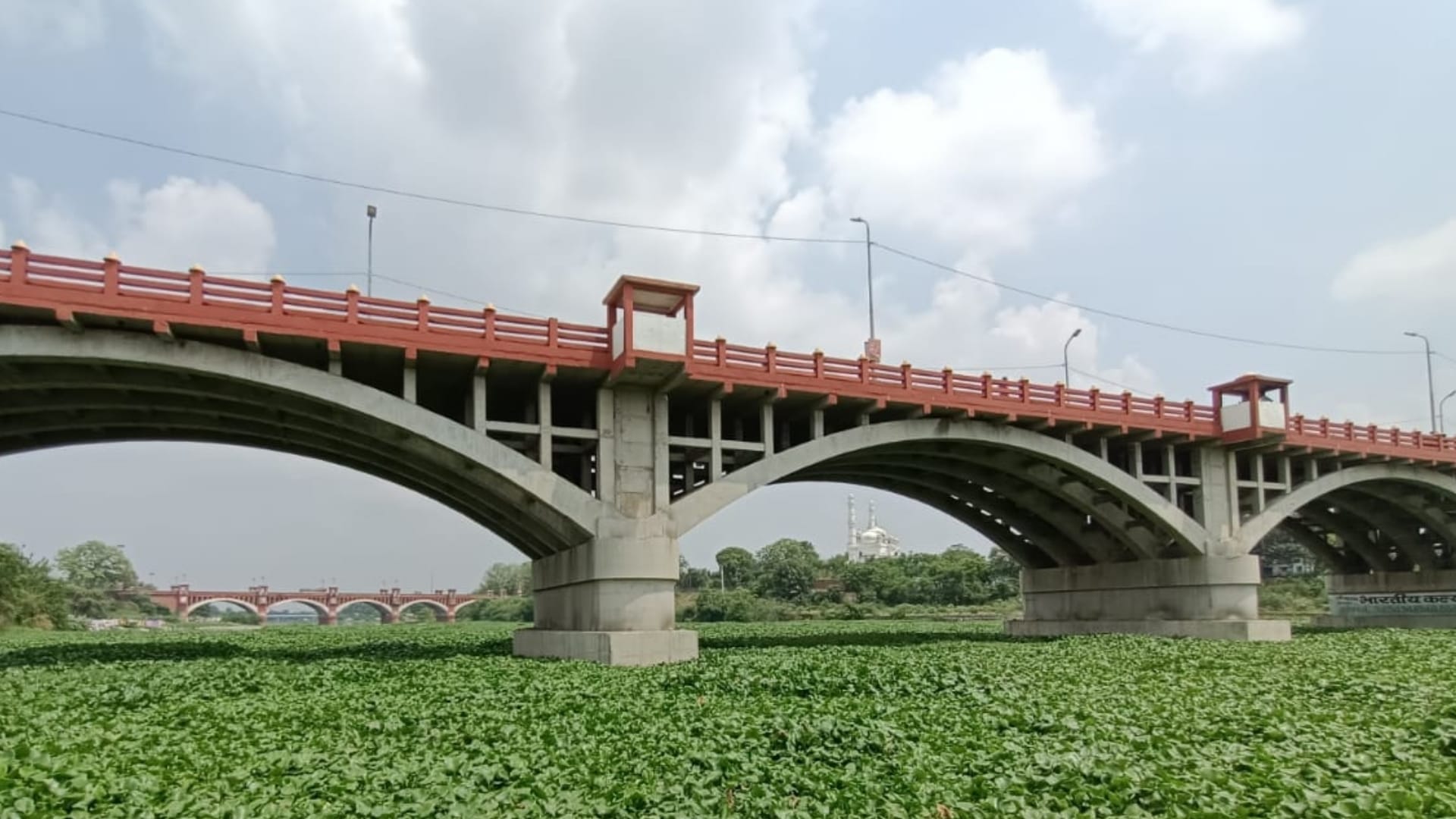 Jalkumbhi plants in Gomati nagar in Lucknow.