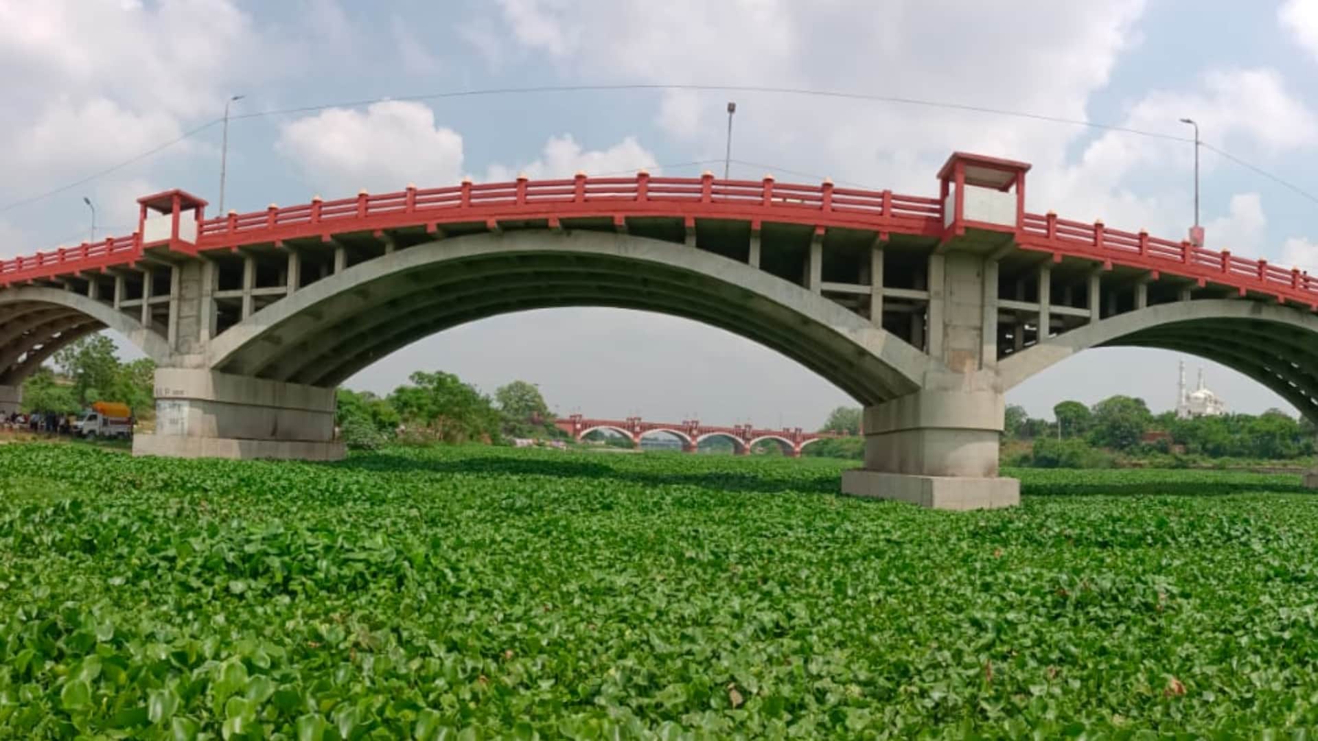 Jalkumbhi plants in Gomati nagar in Lucknow.