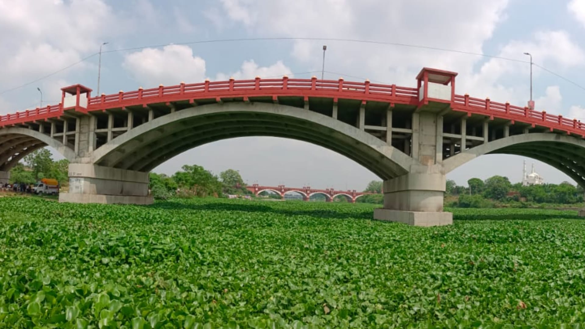 Jalkumbhi plants in Gomati nagar in Lucknow.