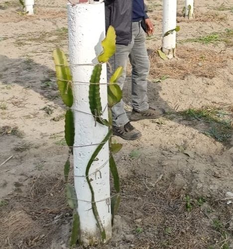 Now the farming of dragon fruit will increase the livelihood of farmers