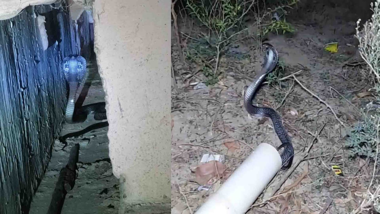 Black cobra found near the house in Etawah district