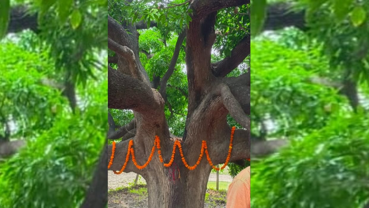 Tree of dashahari mango becomes 300 years old.