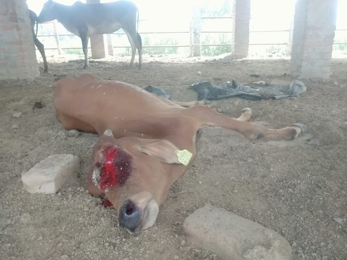 Cattle dying due to lack of fodder